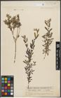 Foto von Salix purpurea L. x Salix repens L.